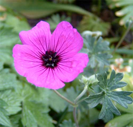 Fotos Geranium cinereum var. subcaulescens - 