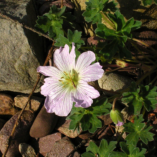 Photos Geranium cinereum - 