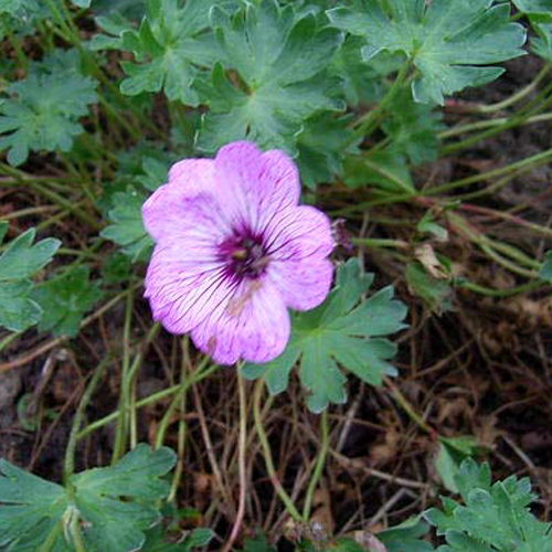 Photos Geranium cinereum -