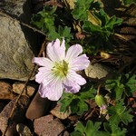 Photos Geranium cinereum
