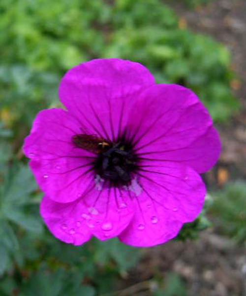 Photos Geranium cinereum - 