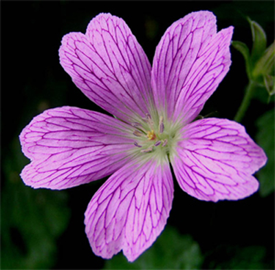 Photos Geranium × oxonianum -