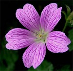 Photos Geranium � oxonianum