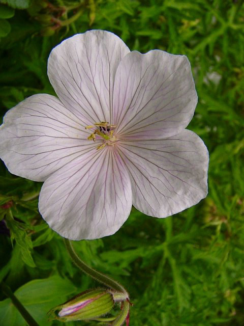 Photos Geranium pratense - 