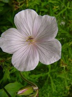 Photos Geranium clarkei