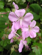 Foto Geranium dalmaticum - Geranio