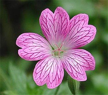 Photos Geranium � oxonianum - 