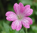 Photos Geranium � oxonianum