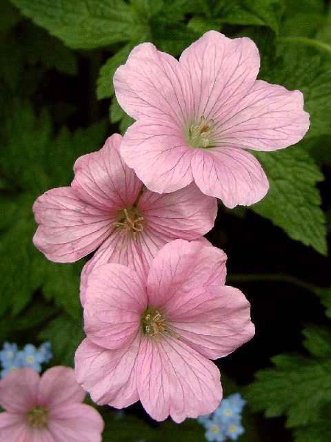 Foto Geranium endressii -