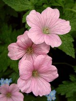 Photos Geranium endressii