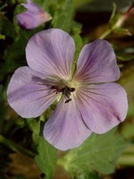 Photos Geranium erianthum