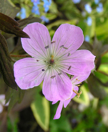 Photos Geranium maculatum -