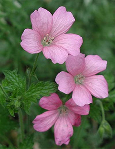 Photos Geranium � oxonianum - 