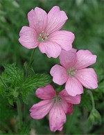 Photos Geranium � oxonianum