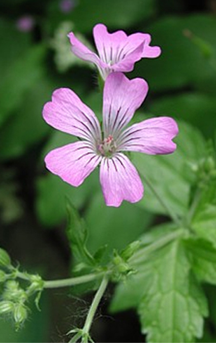 Fotos Geranium gracile -