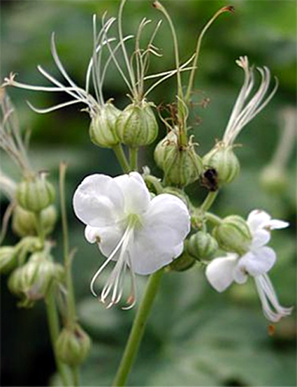 Photos Geranium � cantabrigiense - 