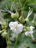 Photos Geranium � cantabrigiense
