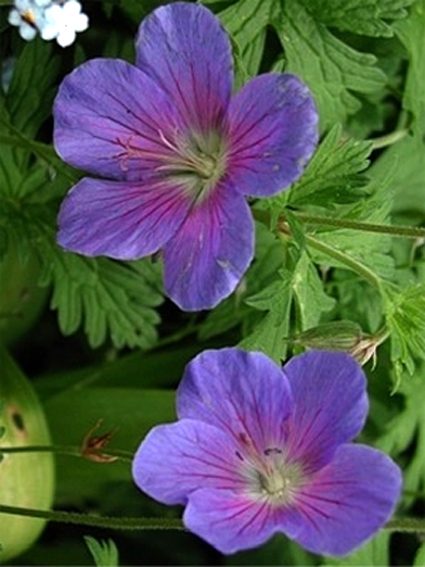 Photos Geranium himalayense -