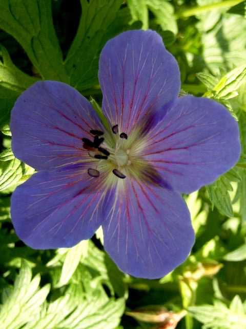 Photos Geranium himalayense - 