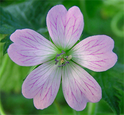 Photos Geranium � oxonianum - 