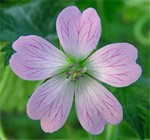 Photos Geranium � oxonianum