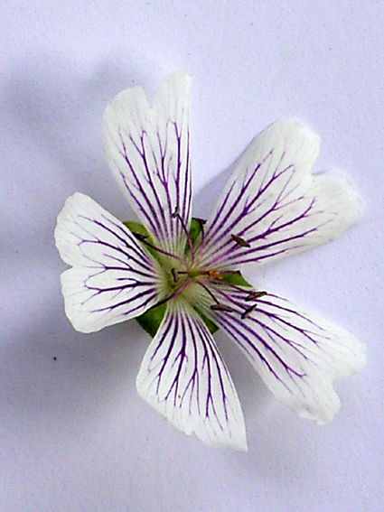 Photos Geranium ibericum - 