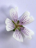 Photos Geranium ibericum