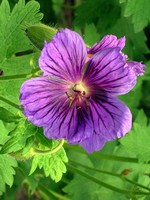 Photos Geranium ibericum