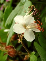 Photos Geranium macrorrhizum