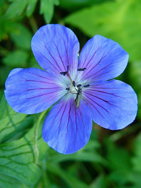Photos Geranium pratense -