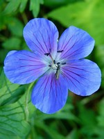 Photos Geranium grandiflorum