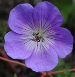 Photos Geranium grandiflorum