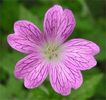 Photos Geranium � oxonianum