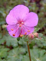 Photos Geranium � cantabrigiense