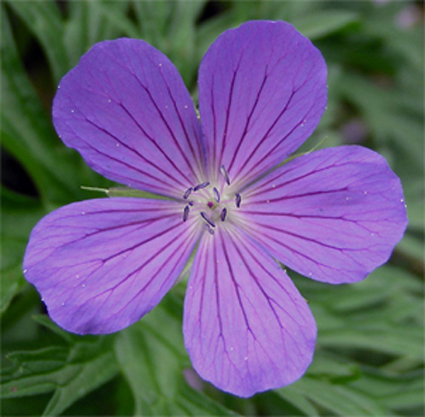 Photos Geranium clarkei - 