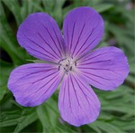 Photos Geranium clarkei