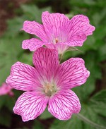 Photos Geranium � oxonianum