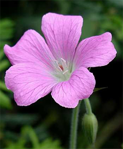 Photos Geranium � oxonianum - 