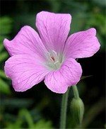 Photos Geranium � oxonianum