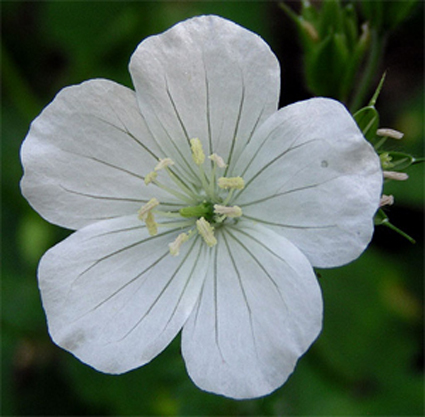 Photos Geranium maculatum - 
