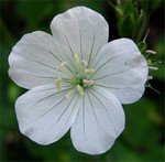 Photos Geranium maculatum