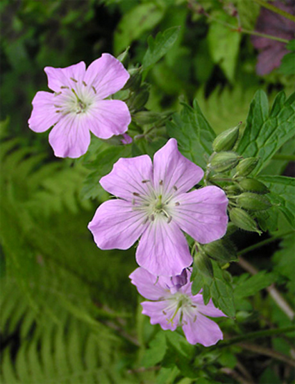 Photos Geranium maculatum - 