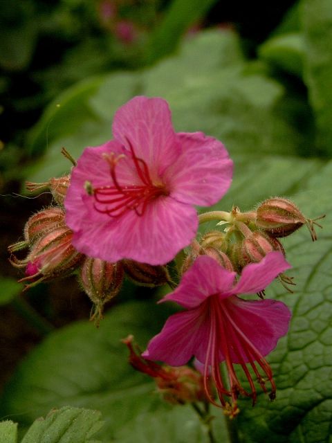 Photos Geranium macrorrhizum - 