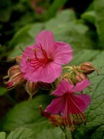 Photos Geranium macrorrhizum