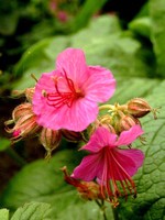 Photos Geranium macrorrhizum