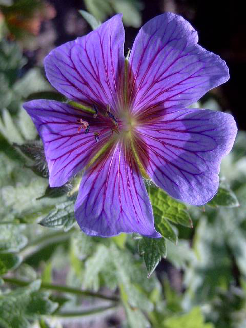 Photos Geranium maculatum - 