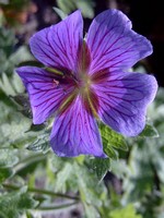 Photos Geranium maculatum