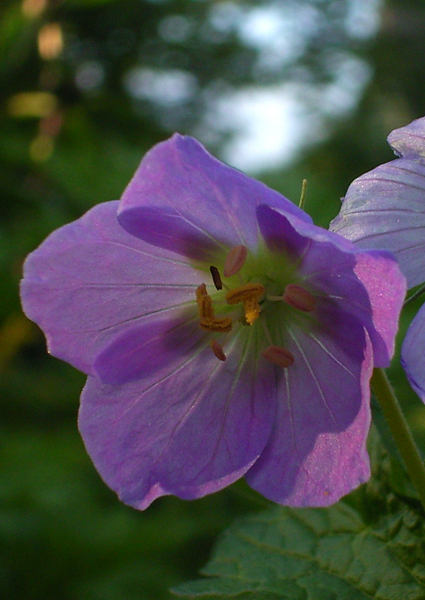 Photos Geranium maculatum - 