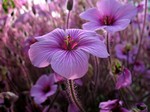 Photos Geranium maderense