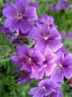 Photos Geranium � magnificum